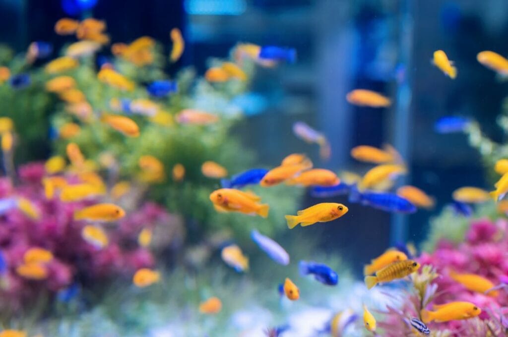 aquarium orange poisson bleu bd - Nos projets financés